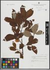 Foto von Salix appendiculata Vill. x Salix caprea L.